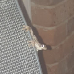 Litoria quiritatus at Goulburn, NSW - suppressed