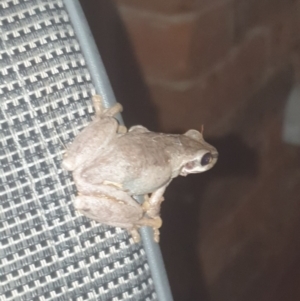 Litoria quiritatus at Goulburn, NSW - suppressed