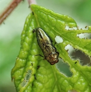 Aaaaba fossicollis at Molonglo Valley, ACT - 25 Dec 2021