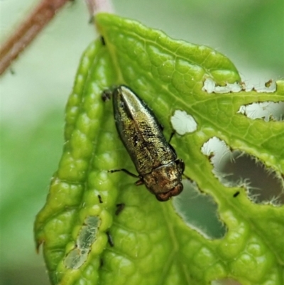 Aaaaba fossicollis (Raspberry jewel beetle) at Molonglo Valley, ACT - 24 Dec 2021 by CathB