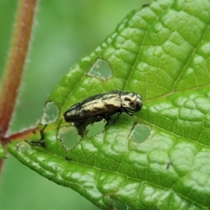 Aaaaba fossicollis at Molonglo Valley, ACT - 25 Dec 2021 07:10 AM