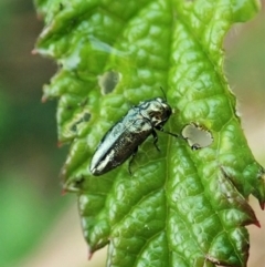 Aaaaba fossicollis at Molonglo Valley, ACT - 25 Dec 2021 07:10 AM