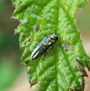 Aaaaba fossicollis at Molonglo Valley, ACT - 25 Dec 2021