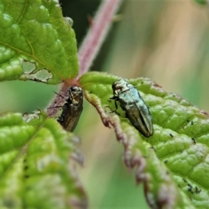 Aaaaba fossicollis at Molonglo Valley, ACT - 25 Dec 2021