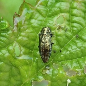 Aaaaba fossicollis at Molonglo Valley, ACT - 25 Dec 2021