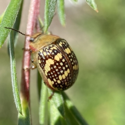 Paropsis pictipennis (Tea-tree button beetle) at QPRC LGA - 26 Dec 2021 by Steve_Bok