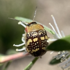 Paropsis pictipennis at Jerrabomberra, NSW - 26 Dec 2021