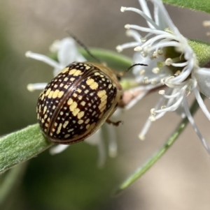 Paropsis pictipennis at Jerrabomberra, NSW - 26 Dec 2021