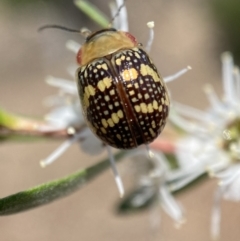 Paropsis pictipennis at Jerrabomberra, NSW - 26 Dec 2021