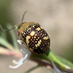 Paropsis pictipennis at Jerrabomberra, NSW - 26 Dec 2021