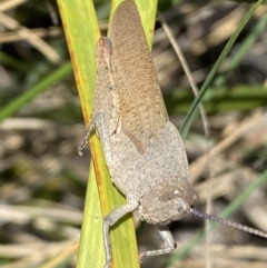 Goniaea carinata (Black kneed gumleaf grasshopper) at Mount Jerrabomberra - 26 Dec 2021 by Steve_Bok