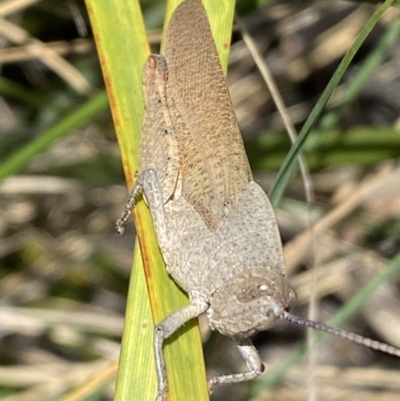 Goniaea carinata (Black kneed gumleaf grasshopper) at QPRC LGA - 26 Dec 2021 by Steve_Bok