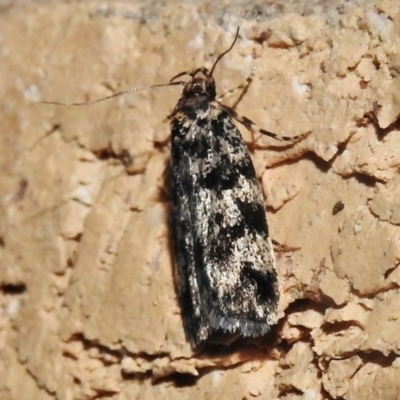 Barea codrella (A concealer moth) at Wanniassa, ACT - 25 Dec 2021 by JohnBundock