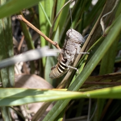 Unidentified Grasshopper (several families) at Jerrabomberra, NSW - 26 Dec 2021 by SteveBorkowskis