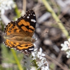 Vanessa kershawi (Australian Painted Lady) at Cotter River, ACT - 16 Dec 2021 by SWishart