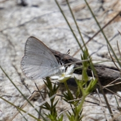 Candalides heathi (Rayed Blue) at Cotter River, ACT - 17 Dec 2021 by SWishart