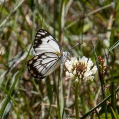 Belenois java (Caper White) at Namadgi National Park - 17 Dec 2021 by SWishart