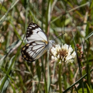 Belenois java at Cotter River, ACT - 17 Dec 2021