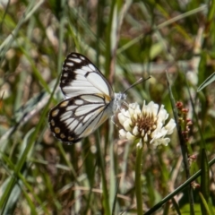 Belenois java (Caper White) at Cotter River, ACT - 17 Dec 2021 by SWishart