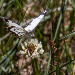 Belenois java at Cotter River, ACT - 17 Dec 2021