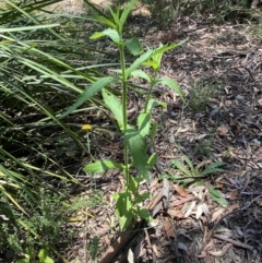 Verbena sp. (Purpletop) at Jerrabomberra, NSW - 26 Dec 2021 by Steve_Bok