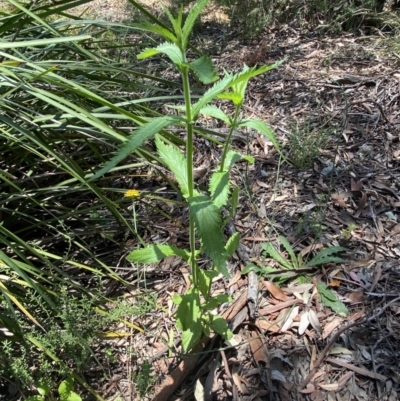 Verbena sp. (Purpletop) at Jerrabomberra, NSW - 26 Dec 2021 by Steve_Bok