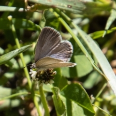 Zizina otis (Common Grass-Blue) at Namadgi National Park - 17 Dec 2021 by SWishart