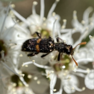 Eleale pulchra (Clerid beetle) at Mount Jerrabomberra QP - 26 Dec 2021 by Steve_Bok