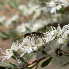 Eleale pulchra at Jerrabomberra, NSW - 26 Dec 2021 12:47 PM