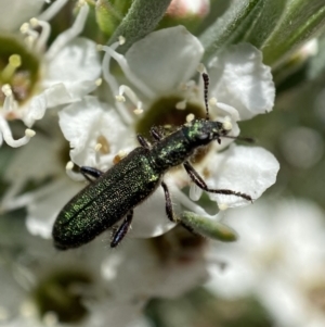 Eleale aspera at Jerrabomberra, NSW - 26 Dec 2021