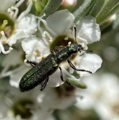 Eleale aspera (Clerid beetle) at Jerrabomberra, NSW - 26 Dec 2021 by SteveBorkowskis