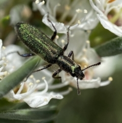 Eleale aspera at Jerrabomberra, NSW - 26 Dec 2021 12:37 PM