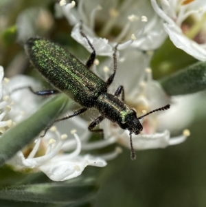 Eleale aspera at Jerrabomberra, NSW - 26 Dec 2021