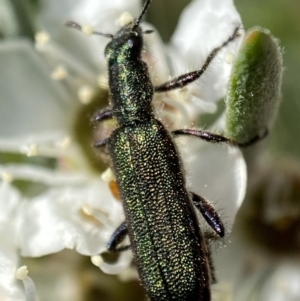 Eleale aspera at Jerrabomberra, NSW - 26 Dec 2021