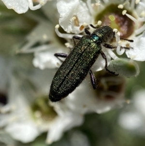 Eleale aspera at Jerrabomberra, NSW - 26 Dec 2021