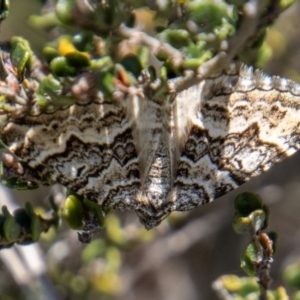 Chrysolarentia rhynchota at Namadgi National Park - 17 Dec 2021
