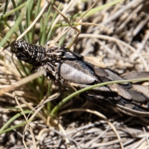 Psychidae (family) IMMATURE at Cotter River, ACT - 17 Dec 2021