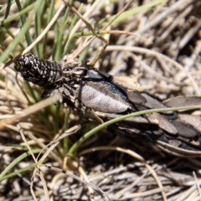 Psychidae (family) IMMATURE (Unidentified case moth or bagworm) at Cotter River, ACT - 17 Dec 2021 by SWishart