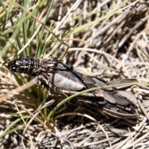 Psychidae (family) IMMATURE at Cotter River, ACT - 17 Dec 2021