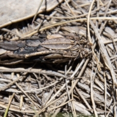 Psychidae (family) IMMATURE at Cotter River, ACT - 17 Dec 2021 01:06 PM