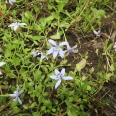 Isotoma fluviatilis subsp. australis (Swamp Isotome) at Molonglo Valley, ACT - 26 Dec 2021 by sangio7