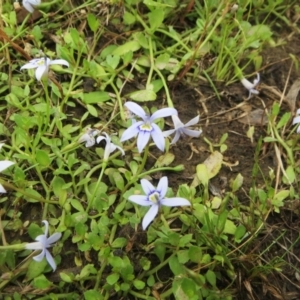 Isotoma fluviatilis subsp. australis at Molonglo Valley, ACT - 26 Dec 2021