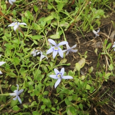 Isotoma fluviatilis subsp. australis (Swamp Isotome) at Molonglo Valley, ACT - 25 Dec 2021 by sangio7