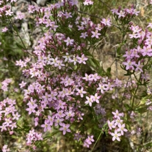 Centaurium sp. at Queanbeyan West, NSW - 26 Dec 2021 12:30 PM