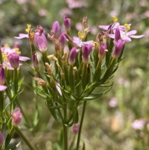 Centaurium sp. at Queanbeyan West, NSW - 26 Dec 2021 12:30 PM