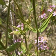 Centaurium sp. at Queanbeyan West, NSW - 26 Dec 2021 12:30 PM