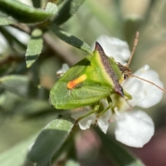 Cuspicona thoracica (Shield bug) at Jerrabomberra, NSW - 26 Dec 2021 by SteveBorkowskis