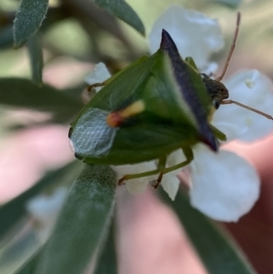 Cuspicona thoracica at Jerrabomberra, NSW - 26 Dec 2021