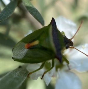 Cuspicona thoracica at Jerrabomberra, NSW - 26 Dec 2021