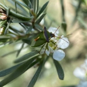 Cuspicona thoracica at Jerrabomberra, NSW - 26 Dec 2021